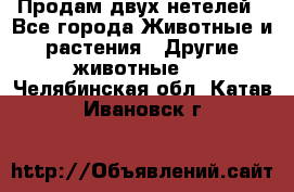 Продам двух нетелей - Все города Животные и растения » Другие животные   . Челябинская обл.,Катав-Ивановск г.